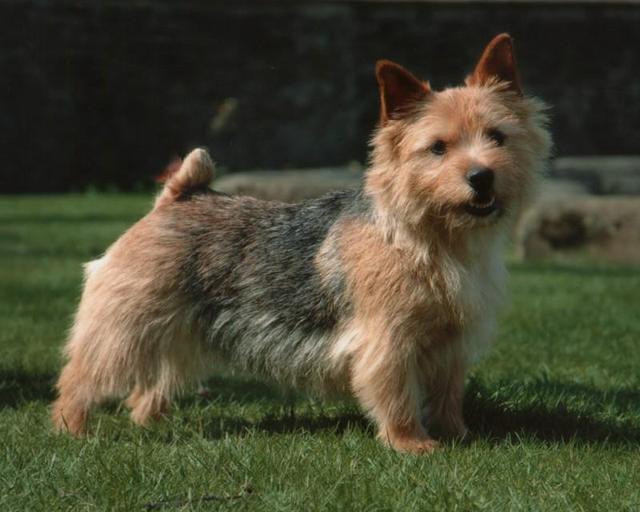 https://images.dog.ceo/breeds/terrier-norwich/n02094258_2380.jpg