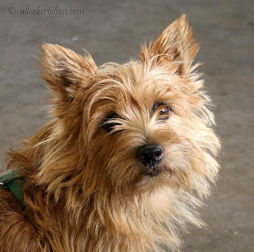 https://images.dog.ceo/breeds/terrier-norwich/n02094258_257.jpg