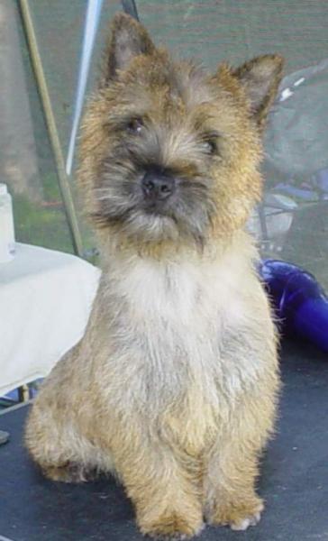 https://images.dog.ceo/breeds/terrier-norwich/n02094258_262.jpg