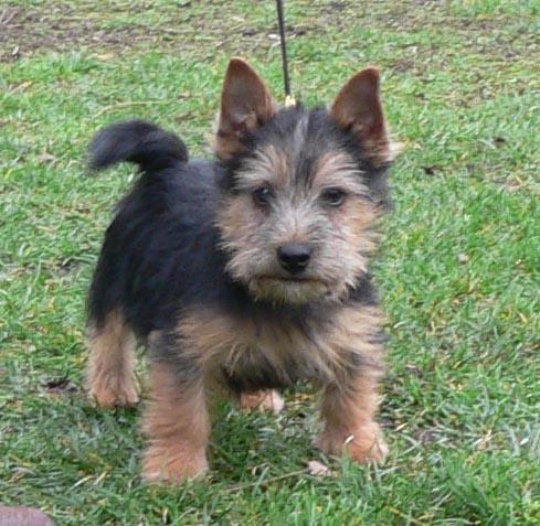 https://images.dog.ceo/breeds/terrier-norwich/n02094258_2842.jpg