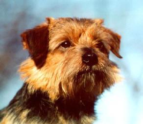 https://images.dog.ceo/breeds/terrier-norwich/n02094258_2870.jpg