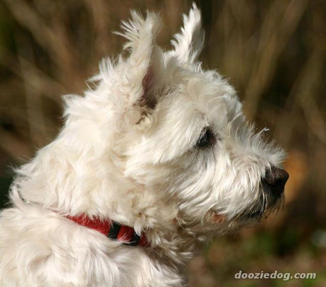 https://images.dog.ceo/breeds/terrier-norwich/n02094258_2956.jpg