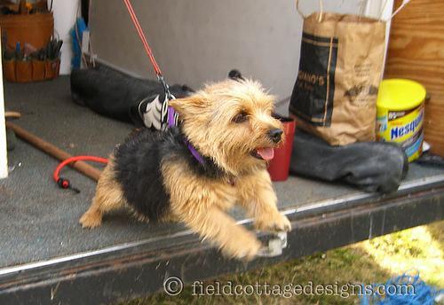 https://images.dog.ceo/breeds/terrier-norwich/n02094258_310.jpg