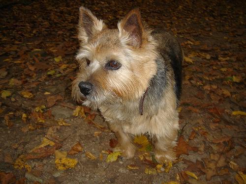 https://images.dog.ceo/breeds/terrier-norwich/n02094258_3197.jpg