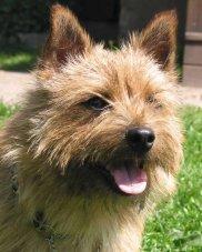 https://images.dog.ceo/breeds/terrier-norwich/n02094258_322.jpg