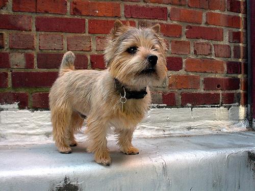 https://images.dog.ceo/breeds/terrier-norwich/n02094258_3493.jpg