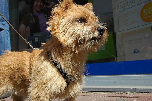 https://images.dog.ceo/breeds/terrier-norwich/n02094258_554.jpg