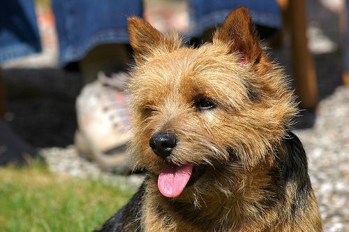 https://images.dog.ceo/breeds/terrier-norwich/n02094258_61.jpg