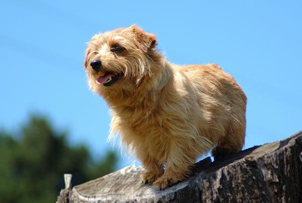 https://images.dog.ceo/breeds/terrier-norwich/n02094258_645.jpg