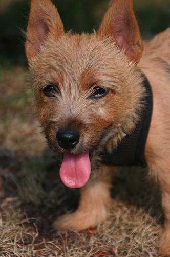 https://images.dog.ceo/breeds/terrier-norwich/n02094258_72.jpg