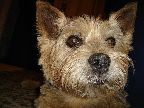 https://images.dog.ceo/breeds/terrier-norwich/n02094258_90.jpg