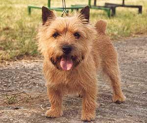 https://images.dog.ceo/breeds/terrier-norwich/n02094258_95.jpg