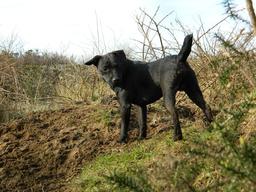 patterdale