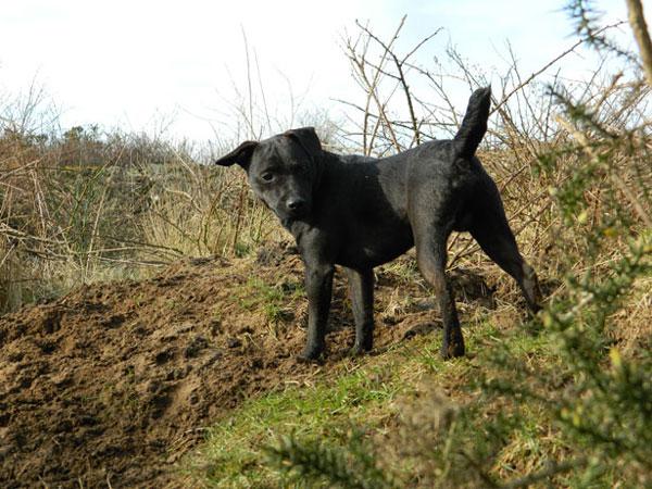 https://images.dog.ceo/breeds/terrier-patterdale/patterdale-terrier-1330018870tnN.jpg