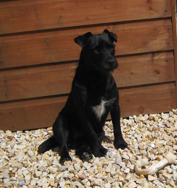 https://images.dog.ceo/breeds/terrier-patterdale/patterdale-terrier-287612805105275kBT.jpg