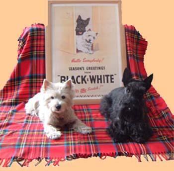 https://images.dog.ceo/breeds/terrier-scottish/n02097298_1451.jpg