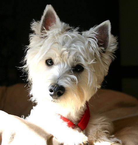 https://images.dog.ceo/breeds/terrier-scottish/n02097298_195.jpg