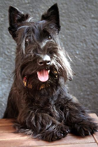 https://images.dog.ceo/breeds/terrier-scottish/n02097298_9206.jpg