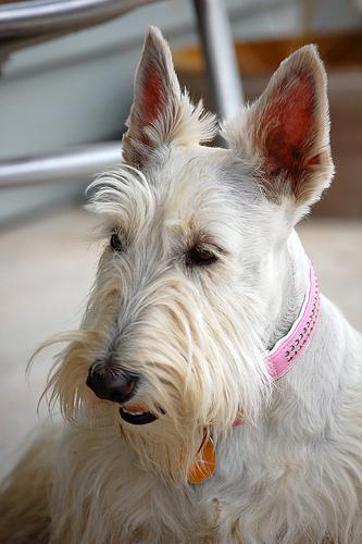 https://images.dog.ceo/breeds/terrier-scottish/n02097298_9471.jpg