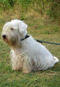 https://images.dog.ceo/breeds/terrier-sealyham/n02095889_1213.jpg