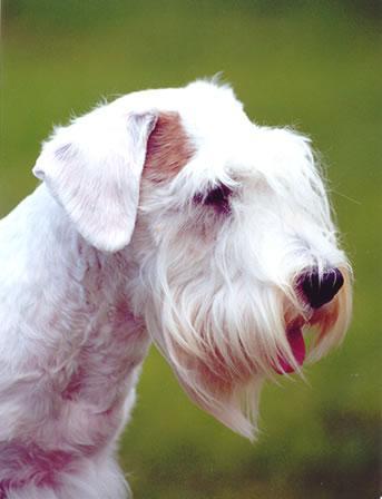 https://images.dog.ceo/breeds/terrier-sealyham/n02095889_1255.jpg