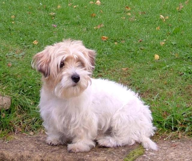 https://images.dog.ceo/breeds/terrier-sealyham/n02095889_1290.jpg