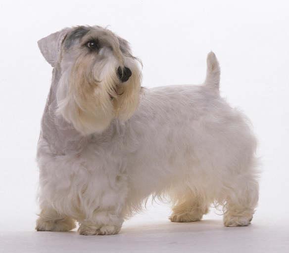 https://images.dog.ceo/breeds/terrier-sealyham/n02095889_1348.jpg