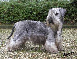 https://images.dog.ceo/breeds/terrier-sealyham/n02095889_1544.jpg