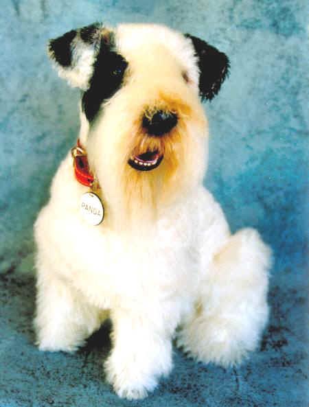 https://images.dog.ceo/breeds/terrier-sealyham/n02095889_2074.jpg