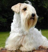 https://images.dog.ceo/breeds/terrier-sealyham/n02095889_2138.jpg