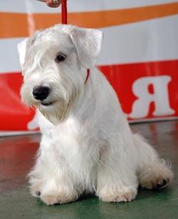 https://images.dog.ceo/breeds/terrier-sealyham/n02095889_2539.jpg