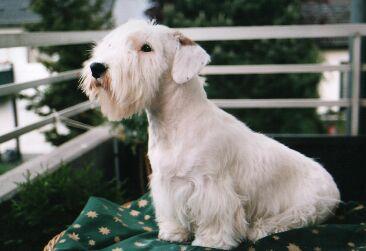 https://images.dog.ceo/breeds/terrier-sealyham/n02095889_3159.jpg