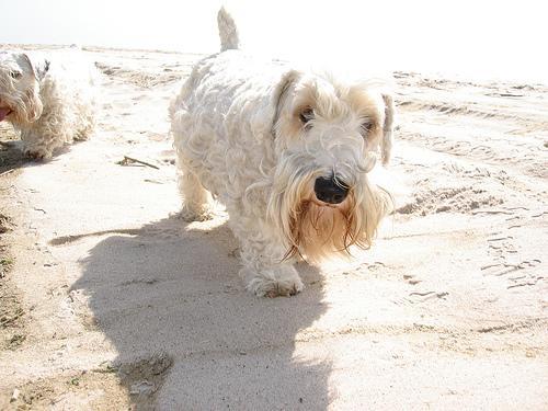 https://images.dog.ceo/breeds/terrier-sealyham/n02095889_3354.jpg