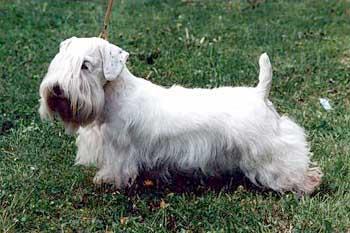 https://images.dog.ceo/breeds/terrier-sealyham/n02095889_3788.jpg