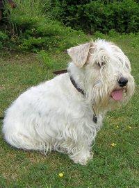 https://images.dog.ceo/breeds/terrier-sealyham/n02095889_4116.jpg