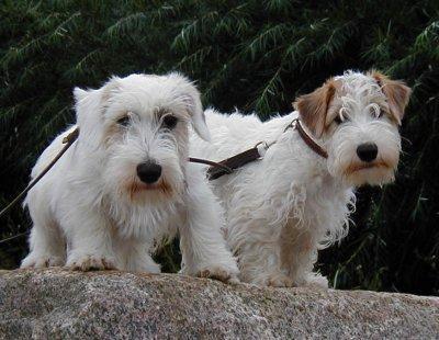 https://images.dog.ceo/breeds/terrier-sealyham/n02095889_4649.jpg