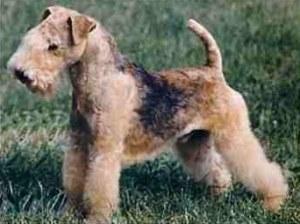 https://images.dog.ceo/breeds/terrier-sealyham/n02095889_4680.jpg