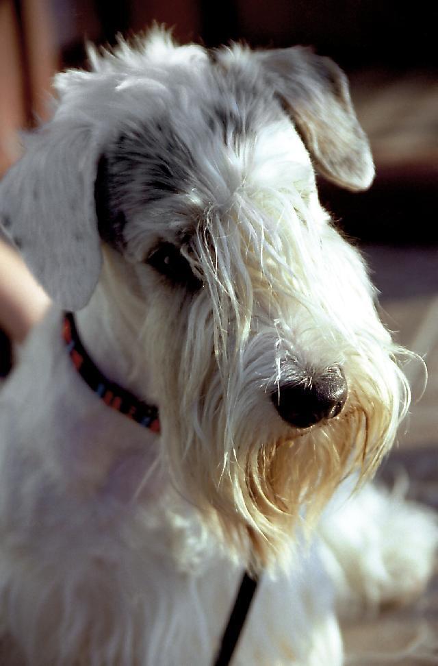 https://images.dog.ceo/breeds/terrier-sealyham/n02095889_5255.jpg