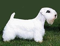 https://images.dog.ceo/breeds/terrier-sealyham/n02095889_5431.jpg