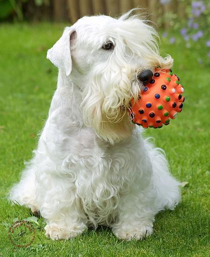 https://images.dog.ceo/breeds/terrier-sealyham/n02095889_5554.jpg