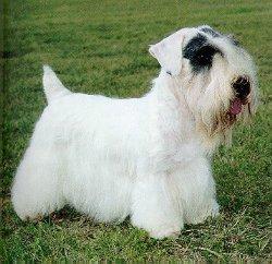 https://images.dog.ceo/breeds/terrier-sealyham/n02095889_610.jpg