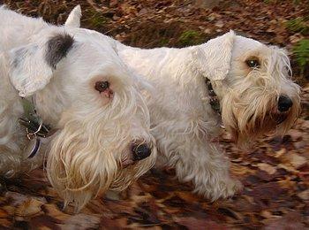 https://images.dog.ceo/breeds/terrier-sealyham/n02095889_6583.jpg