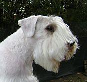 https://images.dog.ceo/breeds/terrier-sealyham/n02095889_784.jpg