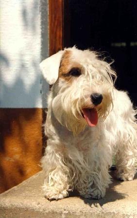 https://images.dog.ceo/breeds/terrier-sealyham/n02095889_975.jpg