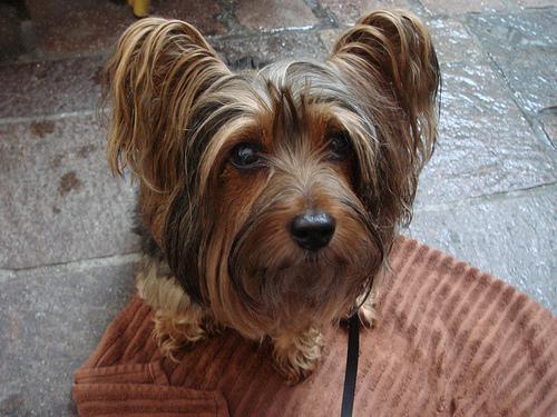 https://images.dog.ceo/breeds/terrier-silky/n02097658_1039.jpg