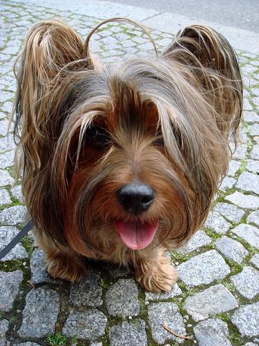 https://images.dog.ceo/breeds/terrier-silky/n02097658_11020.jpg