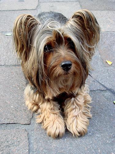 https://images.dog.ceo/breeds/terrier-silky/n02097658_1112.jpg