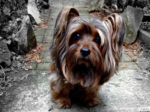 https://images.dog.ceo/breeds/terrier-silky/n02097658_11235.jpg