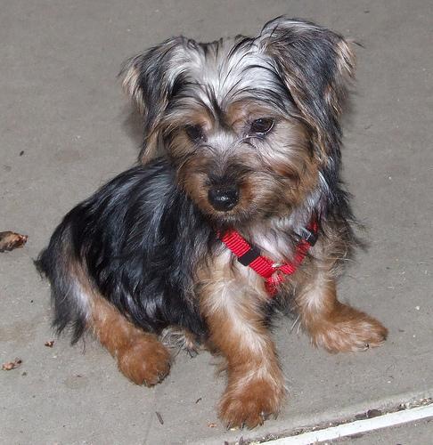 https://images.dog.ceo/breeds/terrier-silky/n02097658_11363.jpg