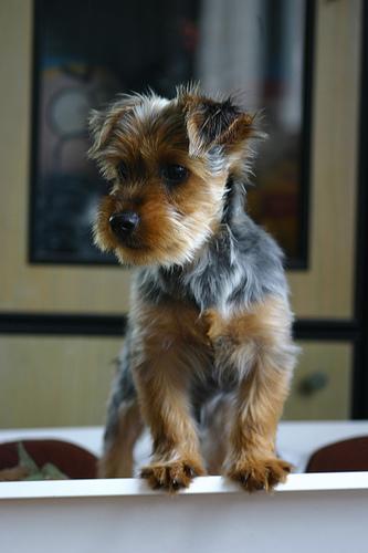 https://images.dog.ceo/breeds/terrier-silky/n02097658_1137.jpg